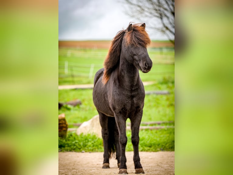Pony Islandese Castrone 9 Anni 138 cm Morello in Aichtal