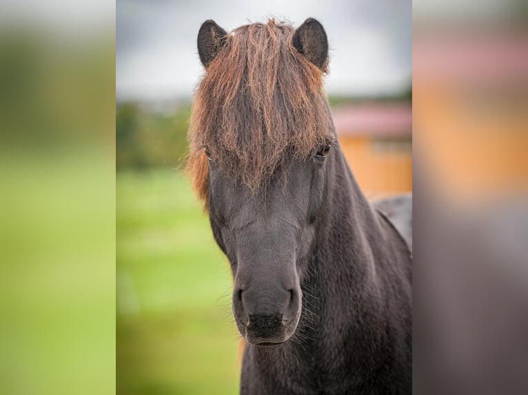 Pony Islandese Castrone 9 Anni 138 cm Morello in Aichtal
