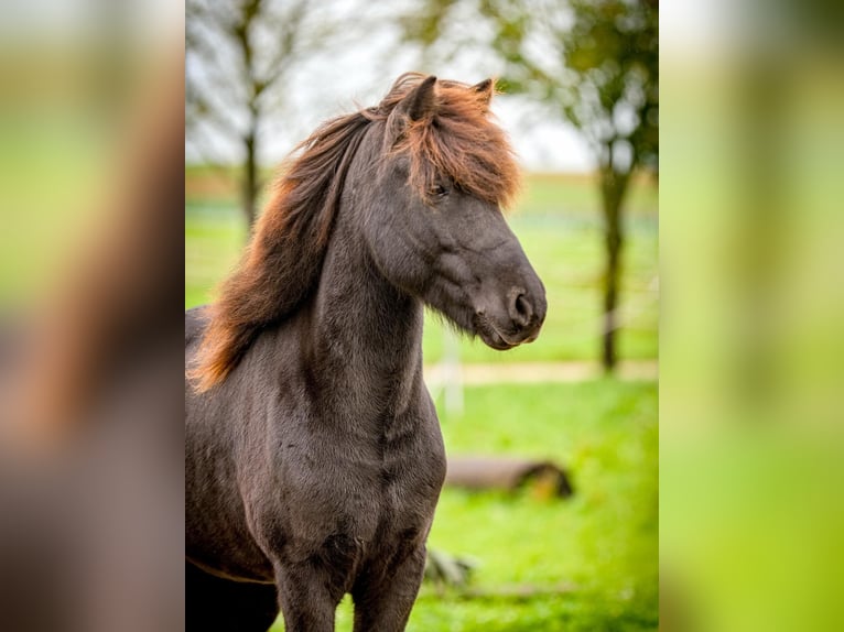 Pony Islandese Castrone 9 Anni 138 cm Morello in Aichtal