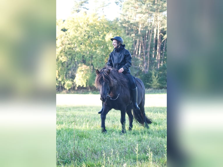 Pony Islandese Castrone 9 Anni 138 cm Morello in Ribbesbüttel