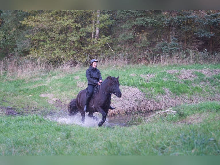 Pony Islandese Castrone 9 Anni 138 cm Morello in Ribbesbüttel