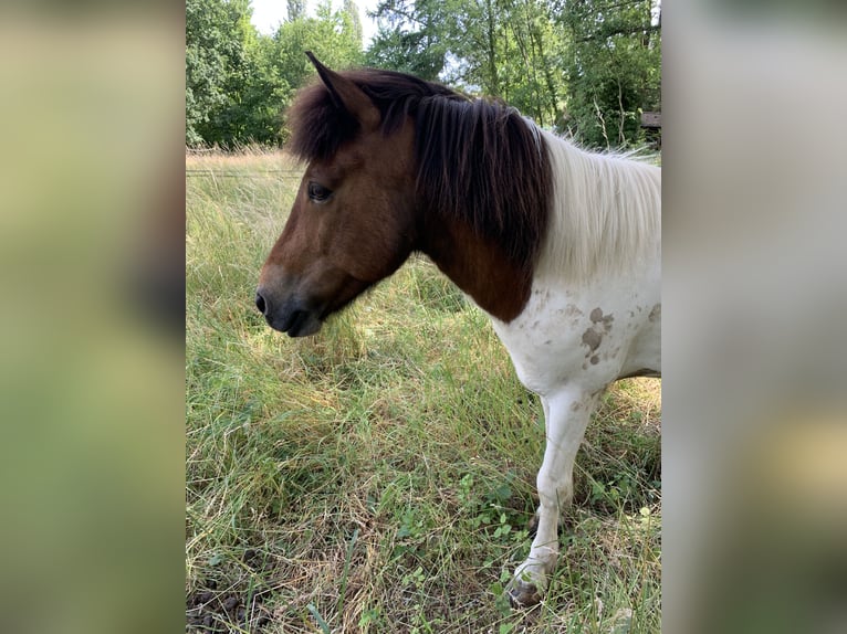 Pony Islandese Castrone 9 Anni 138 cm Pezzato in Ratingen Pony Islandese Castrone 9 Anni 138 cm Pezzato in Ratingen