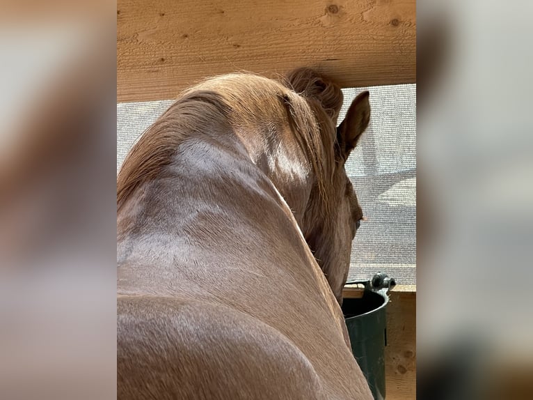 Pony Islandese Castrone 9 Anni 139 cm Falbo in NienhagenNienhagen