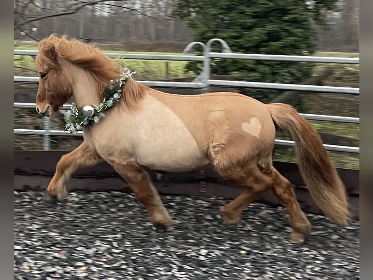 Pony Islandese Castrone 9 Anni 139 cm Falbo in NienhagenNienhagen