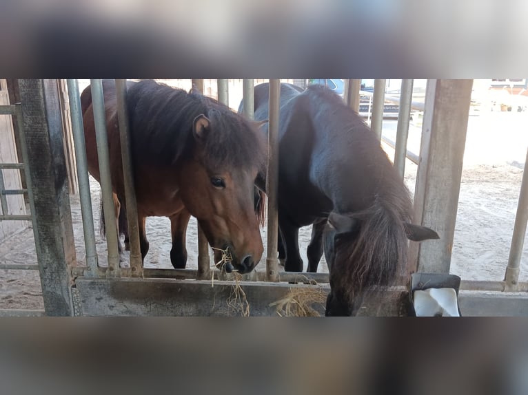 Pony Islandese Castrone 9 Anni 140 cm Baio in Oldendorf