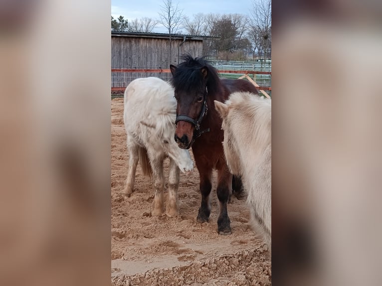 Pony Islandese Castrone 9 Anni 140 cm Baio in Oldendorf