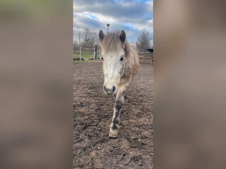 Pony Islandese Castrone 9 Anni 140 cm Grigio in Schwechat