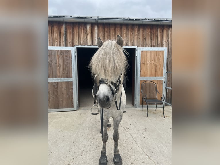 Pony Islandese Castrone 9 Anni 140 cm Grigio ferro in Berlin