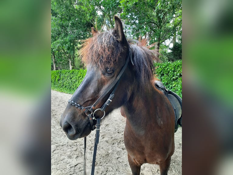 Pony Islandese Castrone 9 Anni 141 cm Morello in Beetsterzwaag