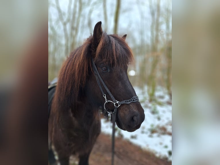 Pony Islandese Castrone 9 Anni 141 cm Morello in Beetsterzwaag