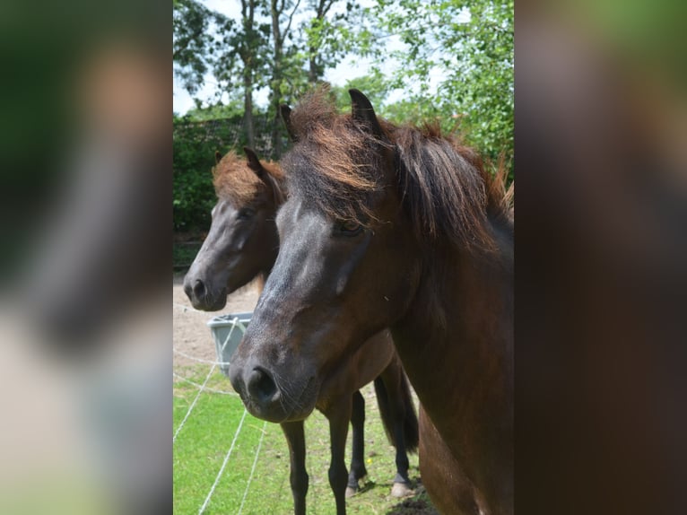 Pony Islandese Castrone 9 Anni 141 cm Morello in Beetsterzwaag