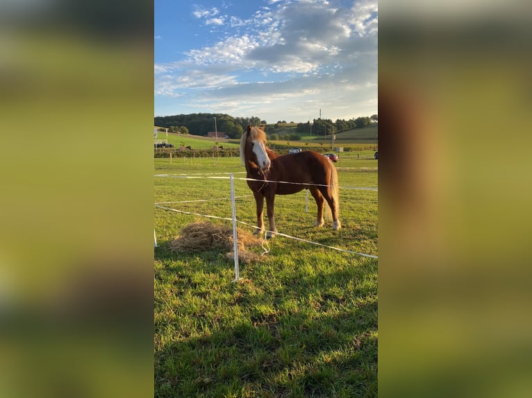 Pony Islandese Castrone 9 Anni 141 cm Sauro in Melle