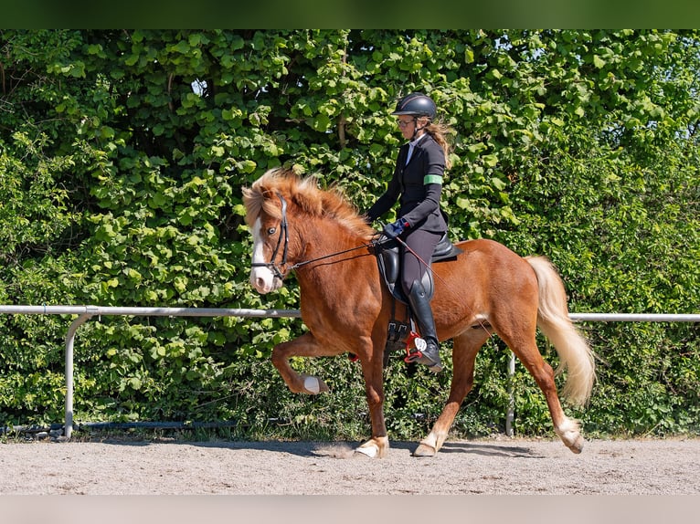 Pony Islandese Castrone 9 Anni 141 cm Sauro in Melle
