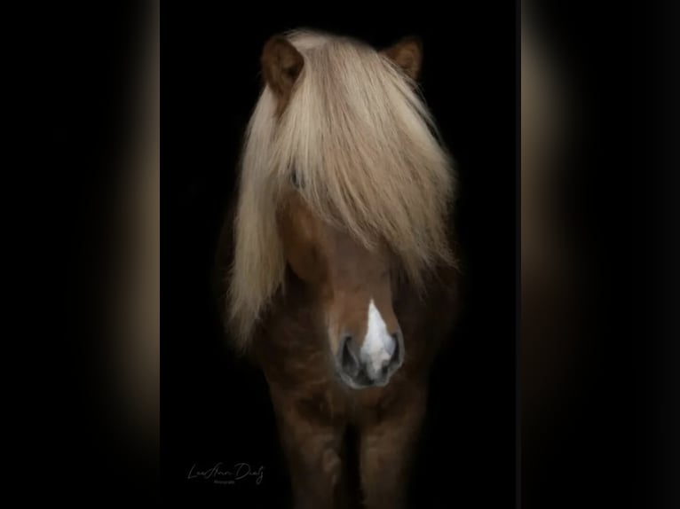 Pony Islandese Castrone 9 Anni 141 cm Sauro in Bispingen