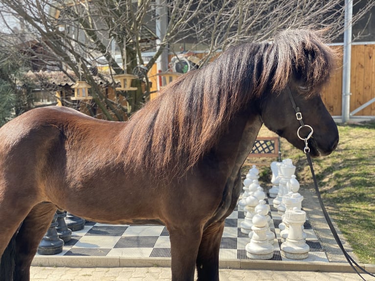 Pony Islandese Castrone 9 Anni 142 cm Morello in Lochen am See