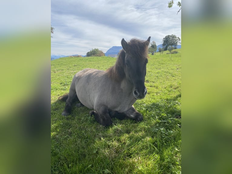 Pony Islandese Castrone 9 Anni 143 cm Falbo in Werthenstein
