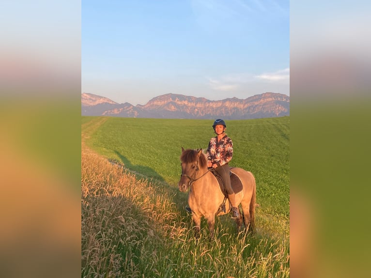 Pony Islandese Castrone 9 Anni 143 cm Falbo in Werthenstein