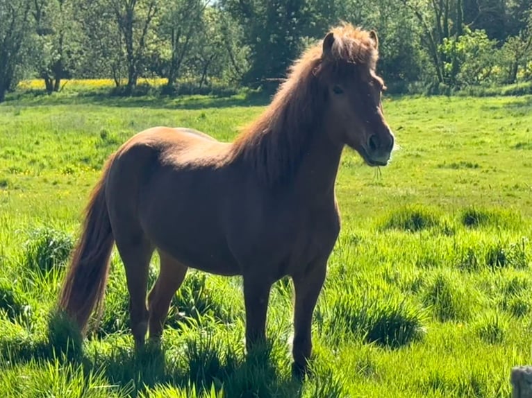 Pony Islandese Castrone 9 Anni 143 cm Sauro in Köln