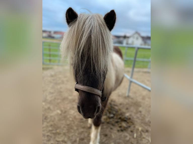 Pony Islandese Castrone 9 Anni 143 cm in Günzburg