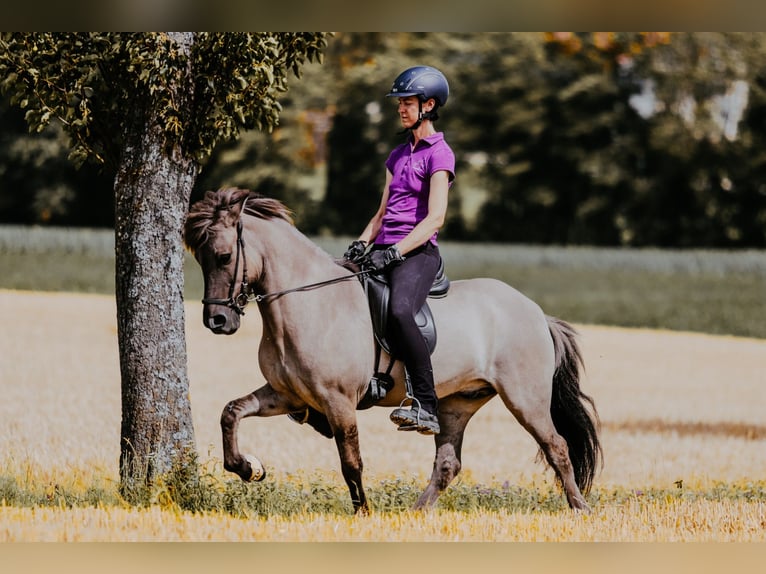 Pony Islandese Castrone 9 Anni 144 cm Falbo in Taufkrichen an der Trattnach