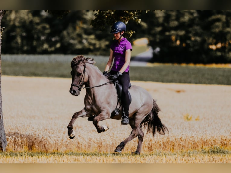 Pony Islandese Castrone 9 Anni 144 cm Falbo in Taufkrichen an der Trattnach