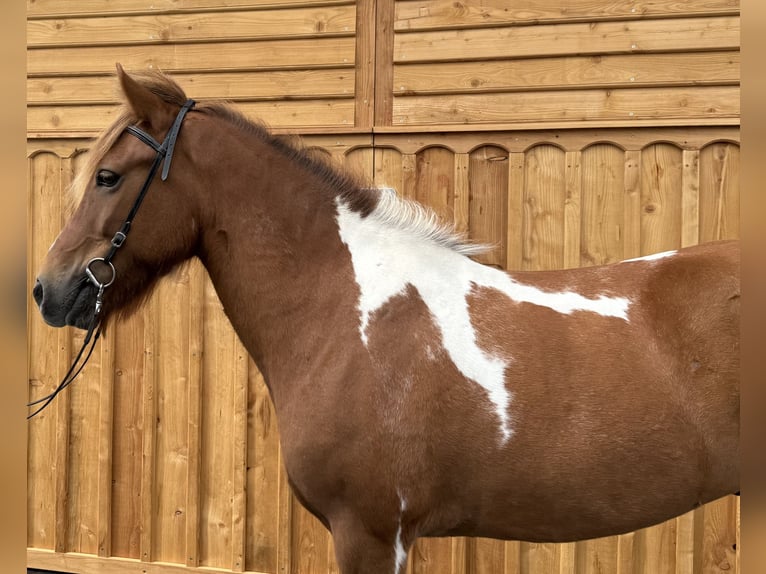 Pony Islandese Castrone 9 Anni 144 cm Pezzato in Mining