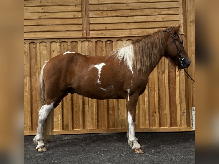 Pony Islandese Castrone 9 Anni 144 cm Pezzato in Mining