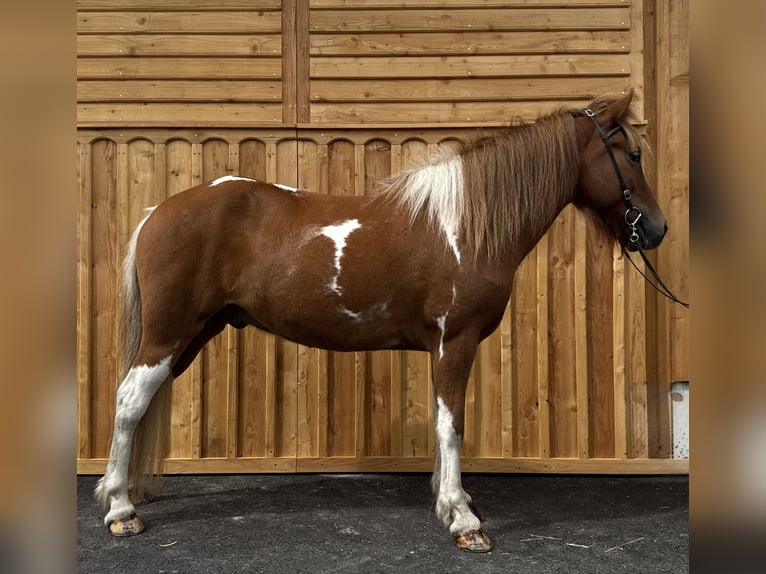Pony Islandese Castrone 9 Anni 144 cm Pezzato in Mining