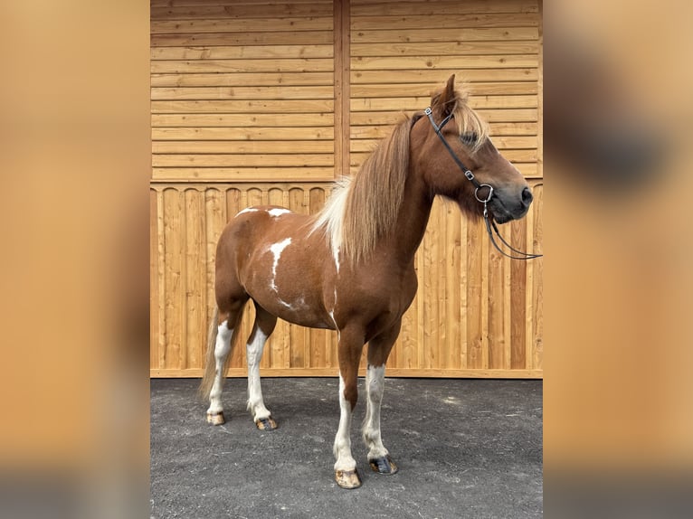 Pony Islandese Castrone 9 Anni 144 cm Pezzato in Mining
