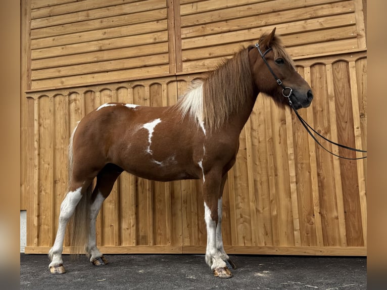 Pony Islandese Castrone 9 Anni 144 cm Pezzato in Mining