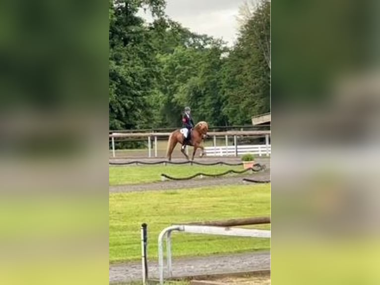 Pony Islandese Castrone 9 Anni 145 cm Sauro in Kaltenkirchen