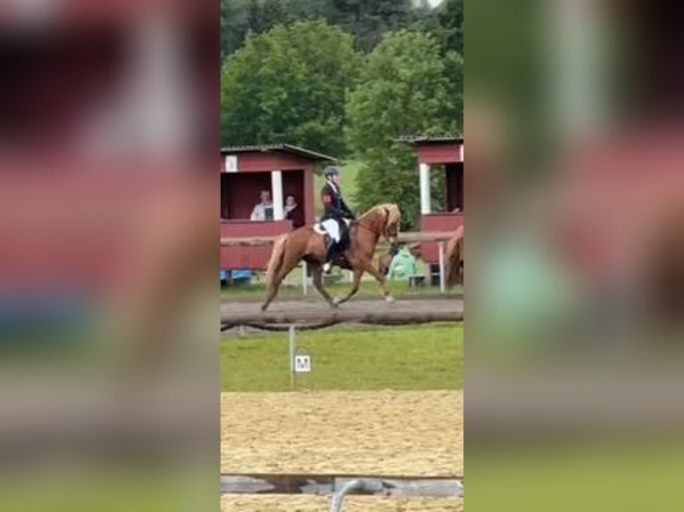 Pony Islandese Castrone 9 Anni 145 cm Sauro in Kaltenkirchen