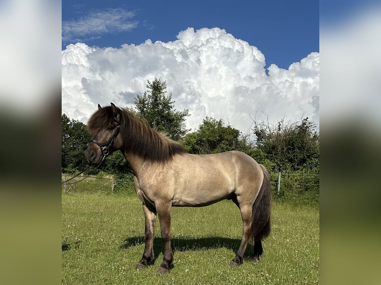 Pony Islandese Castrone 9 Anni 146 cm Falbo in Handewitt