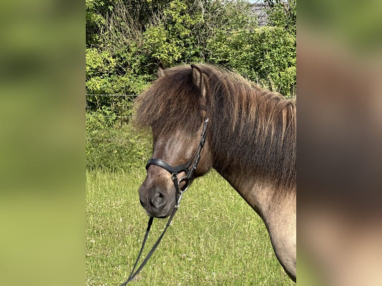 Pony Islandese Castrone 9 Anni 146 cm Falbo in Handewitt