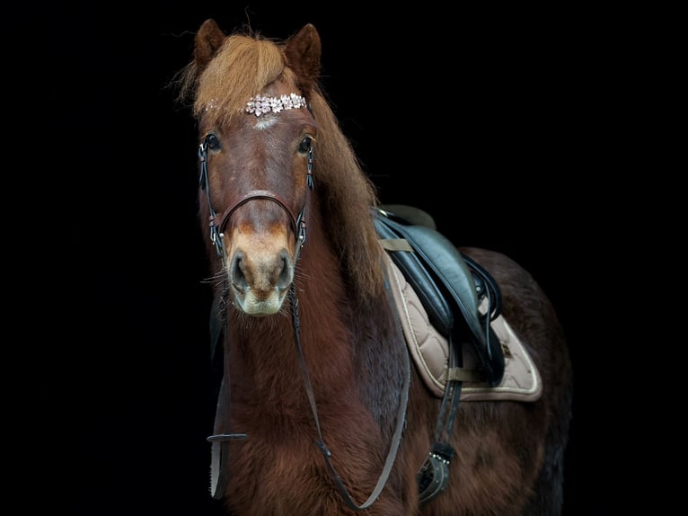 Pony Islandese Castrone 9 Anni 148 cm Sauro in Wesel