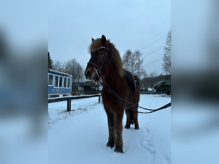 Pony Islandese Castrone 9 Anni 148 cm Sauro in Wesel