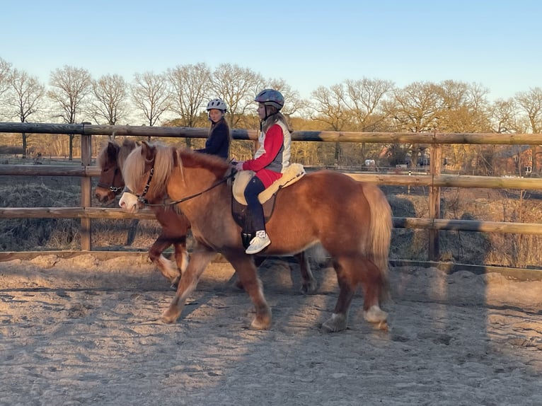 Pony Islandese Castrone 9 Anni 149 cm Sauro ciliegia in Langeln