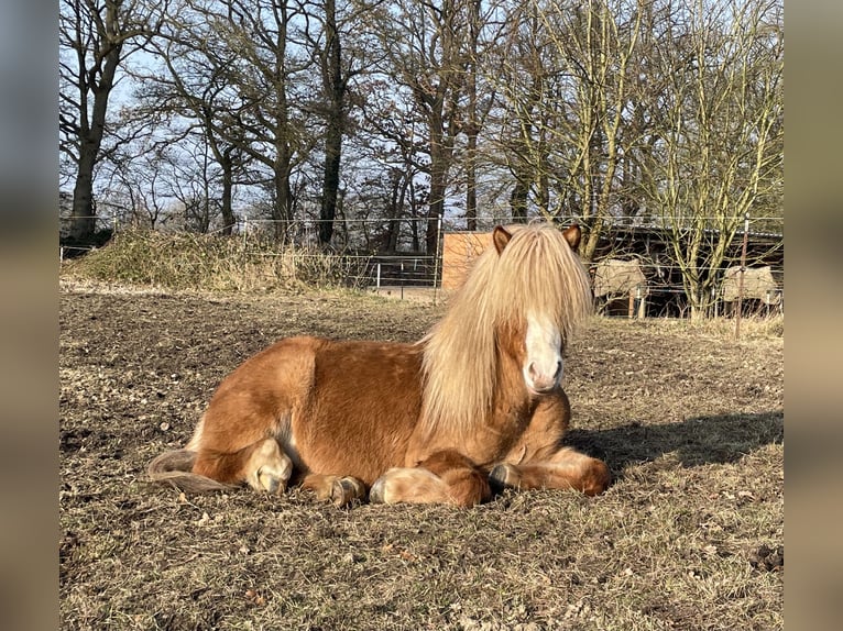 Pony Islandese Castrone 9 Anni 149 cm Sauro ciliegia in Langeln