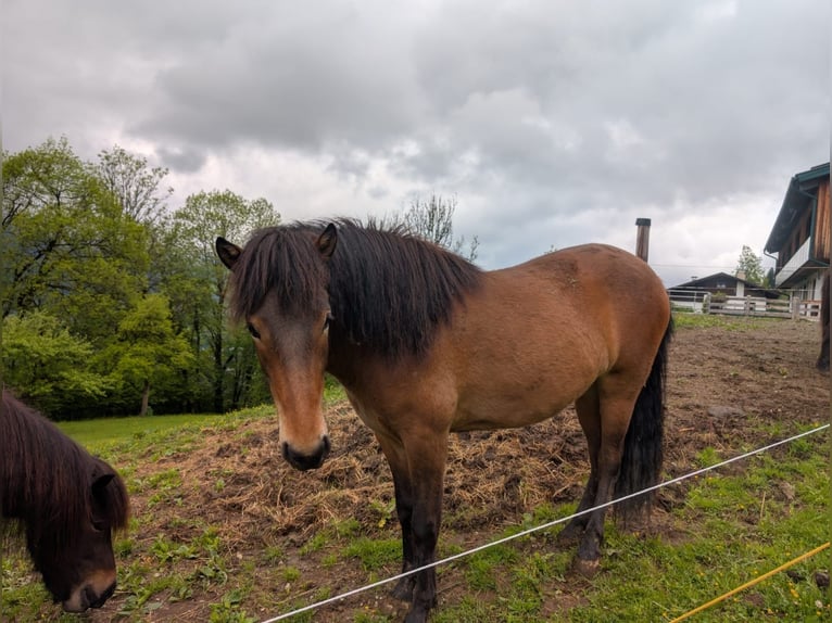 Pony Islandese Castrone  145 cm Baio in Kitzbühel