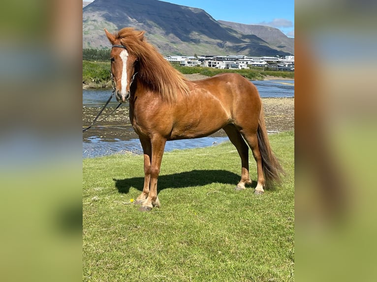 Pony Islandese Giumenta 10 Anni 129 cm Sauro in Attendorn
