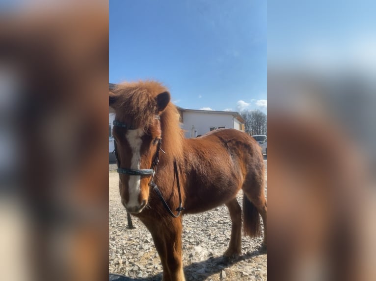 Pony Islandese Giumenta 10 Anni 129 cm Sauro in Attendorn