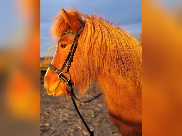 Pony Islandese Giumenta 10 Anni 129 cm Sauro in AttendornAttendorn