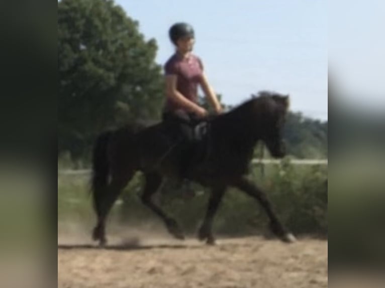 Pony Islandese Giumenta 10 Anni 134 cm Morello in Salzgitter Hohenrode