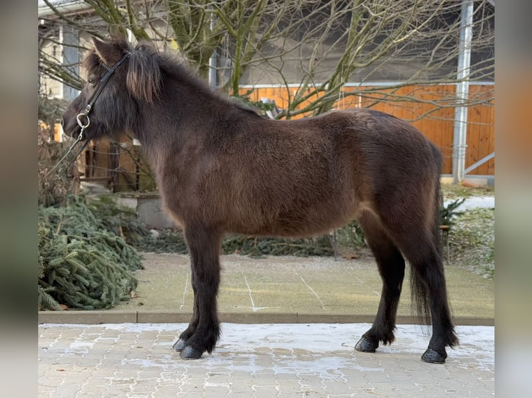 Pony Islandese Giumenta 10 Anni 134 cm Morello in Lochen am See