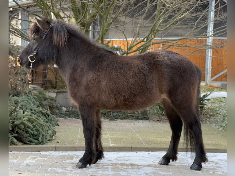 Pony Islandese Giumenta 10 Anni 134 cm Morello in Lochen am See