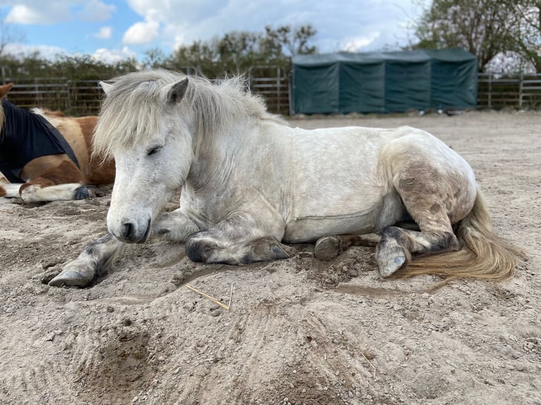 Pony Islandese Giumenta 10 Anni 135 cm Grigio in Dettenheim