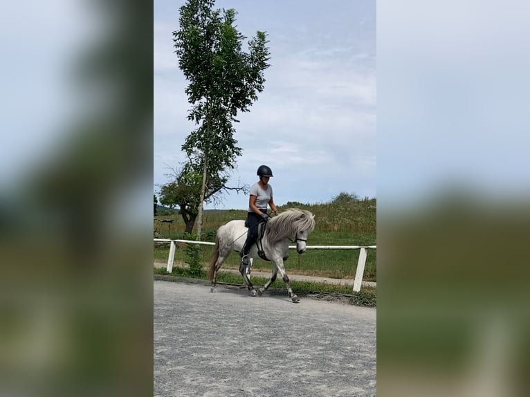 Pony Islandese Giumenta 10 Anni 135 cm Grigio in Wiesloch