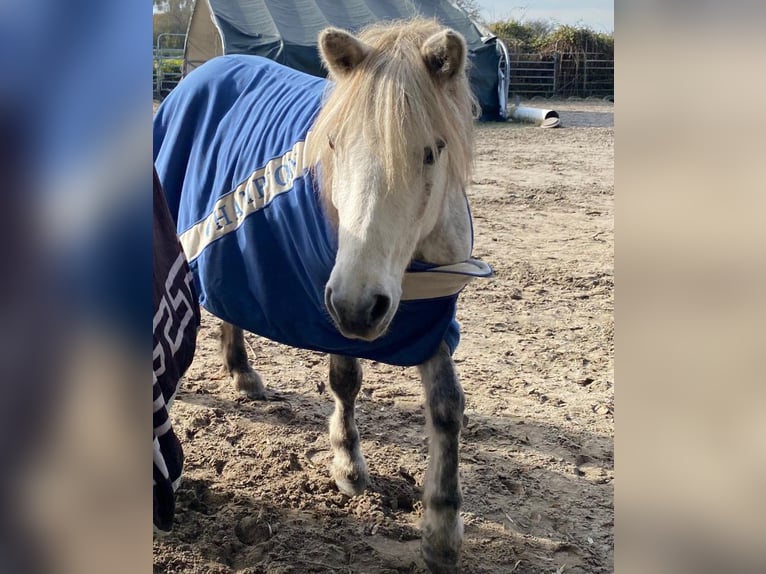 Pony Islandese Giumenta 10 Anni 135 cm Grigio pezzato in Dettenheim