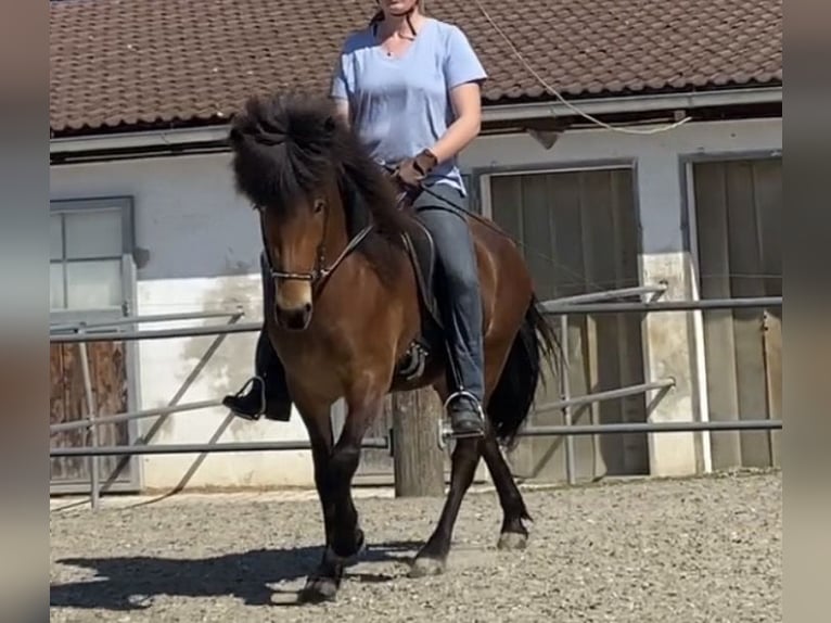 Pony Islandese Giumenta 10 Anni 136 cm Baio in Stein an der Traun