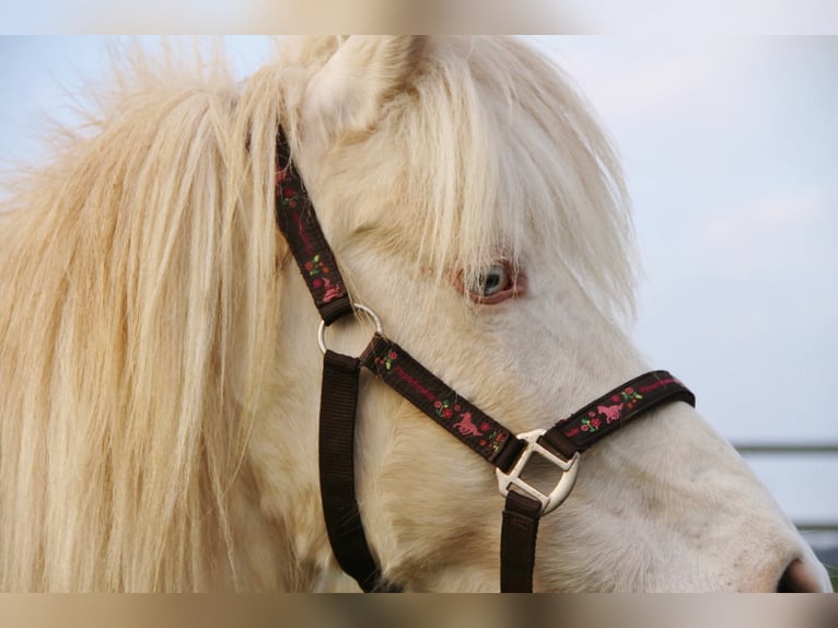 Pony Islandese Giumenta 10 Anni 136 cm Perlino in Saarland